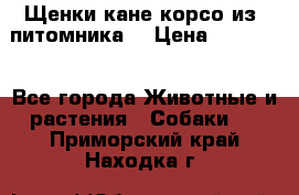 Щенки кане корсо из  питомника! › Цена ­ 65 000 - Все города Животные и растения » Собаки   . Приморский край,Находка г.
